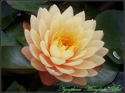 Expert lawn care service for beautiful yards in Albuquerque, NM by Watercolors Aquatic Farms