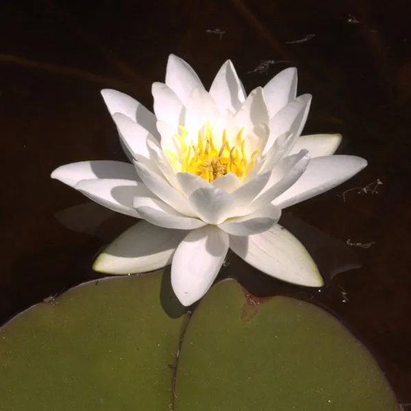 Local landscaping services experts serving Albuquerque, NM - Watercolors Aquatic Farms