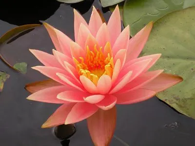 Trusted residential landscaping for homes in Albuquerque, NM by Watercolors Aquatic Farms