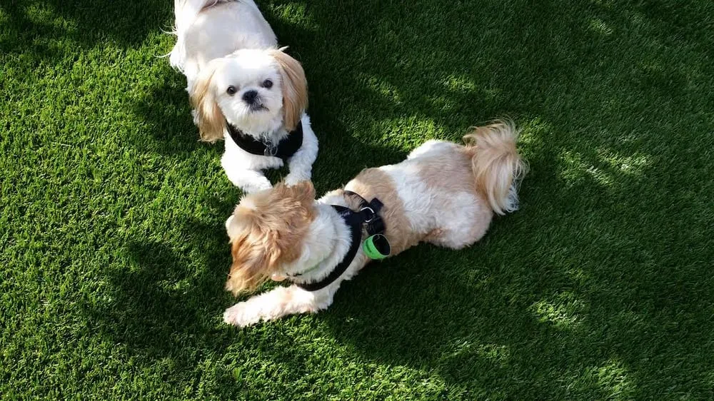 Top-rated yard maintenance for outdoor upgrades across Marina Del Rey, CA - Waterless Turf