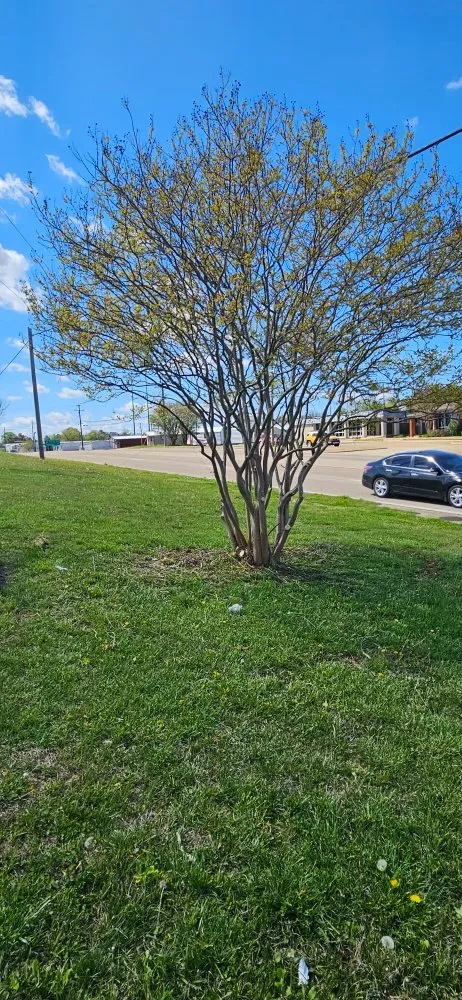 Local outdoor landscaping for outdoor upgrades across Pontotoc, MS - Waters Lawn Care