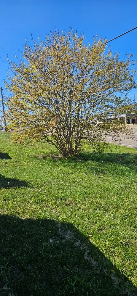 Local landscape installation for beautiful yards across Pontotoc, MS - Waters Lawn Care