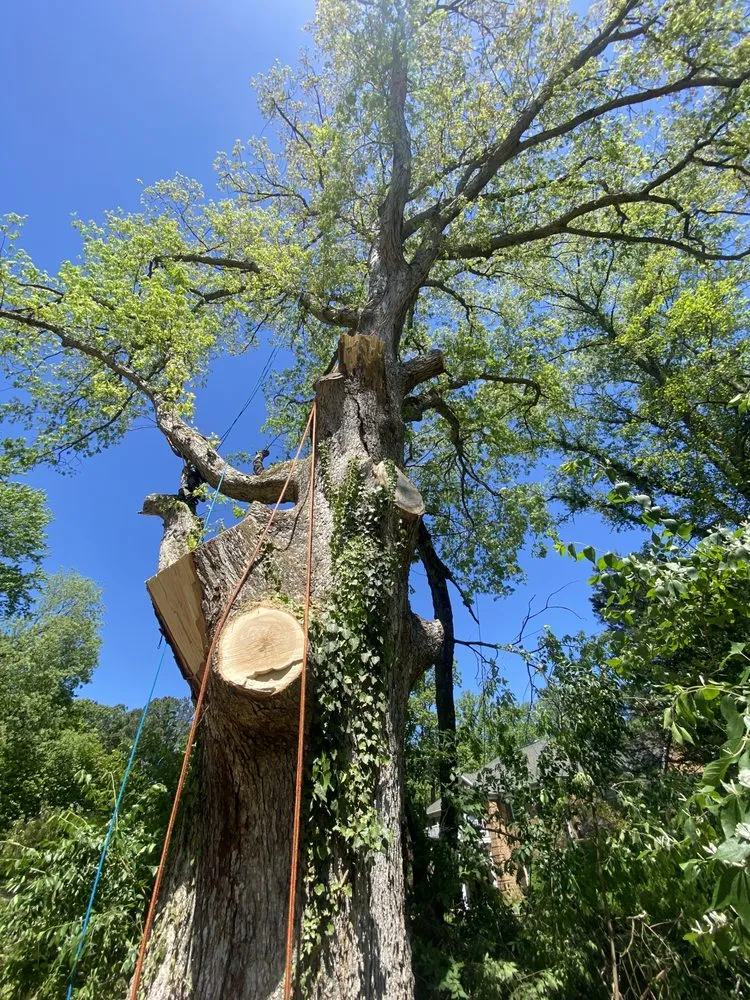 Local lawn mowing service for year-round maintenance across Fredericksburg, VA - Waters Tree and Landscaping