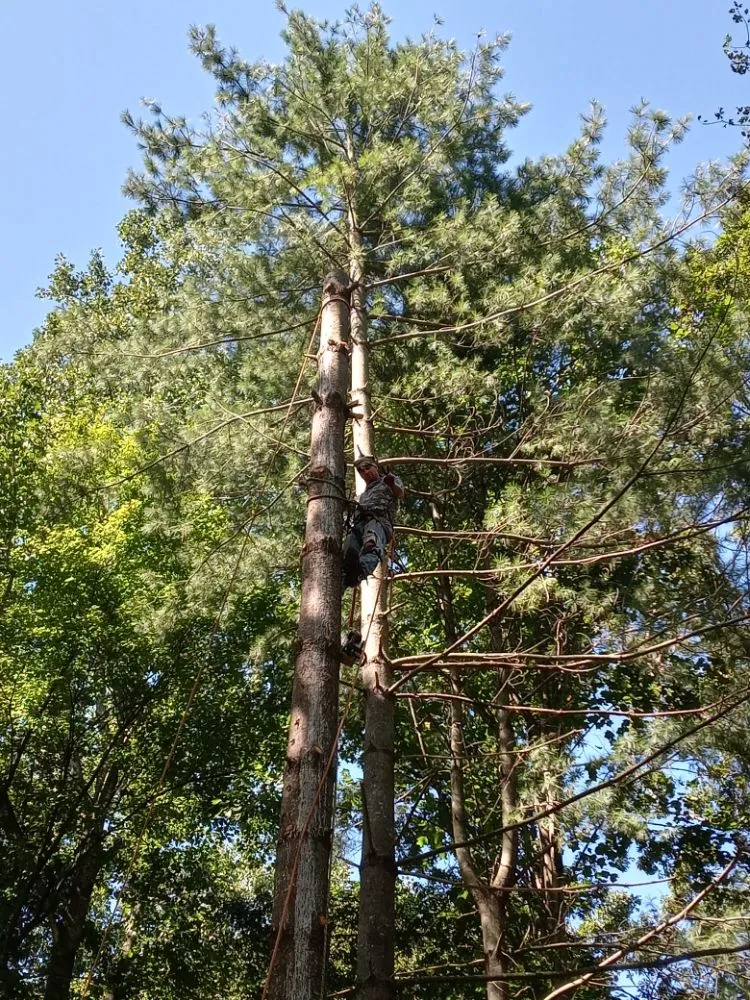 Reliable yard maintenance in Fredericksburg, VA - Waters Tree and Landscaping