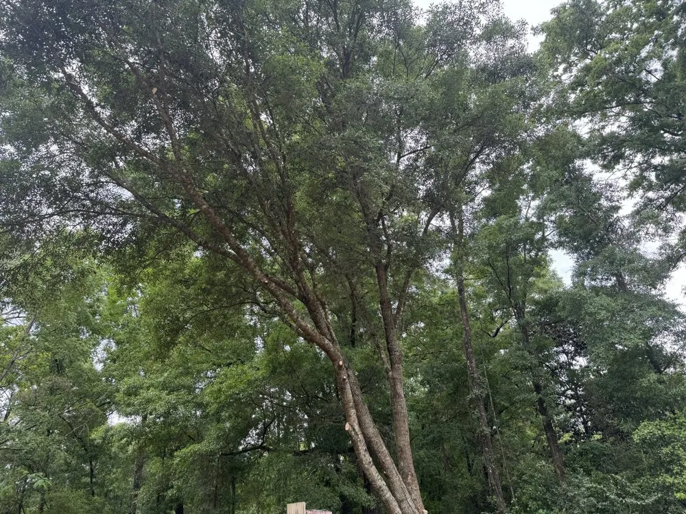 Custom outdoor landscaping with custom design in Tallahassee, FL by Waters Tree Service