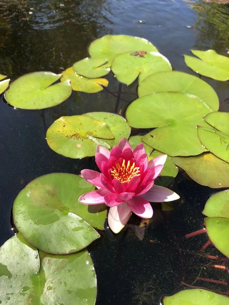 Reliable yard maintenance for homes across Pasadena, CA - WaterscapesLA