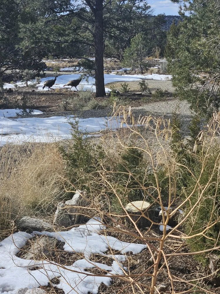 Top-rated lawn care service in Ranchos de Taos, NM - Watershed Dynamics