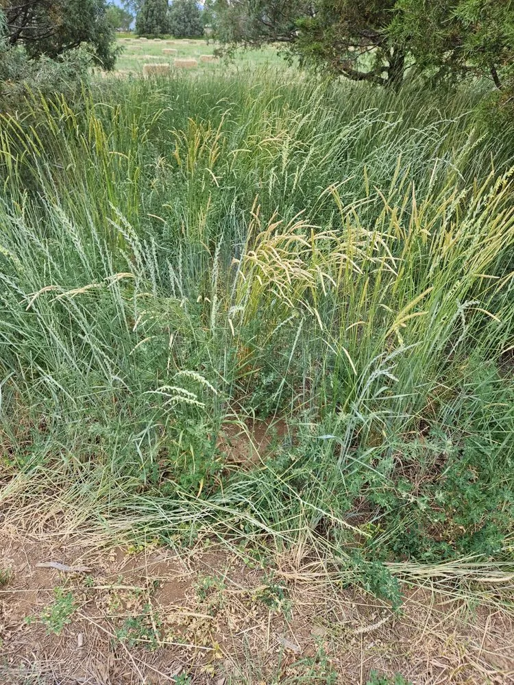 Trusted garden landscaping in Ranchos de Taos, NM - Watershed Dynamics