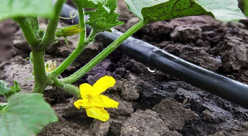 Top-rated yard maintenance in Cheshire, OR by WaterSourcers