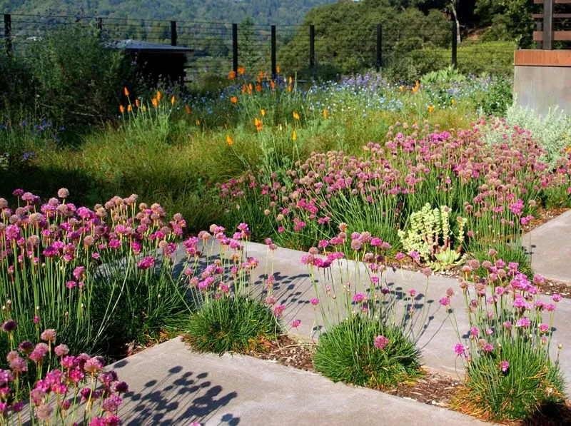 Affordable residential landscaping for year-round maintenance in Oakland, CA by WaterSprout