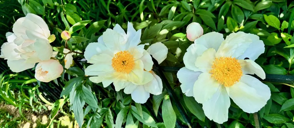 Top-rated lawn care service for outdoor upgrades across Old Saybrook, CT - Waterview Landscaping