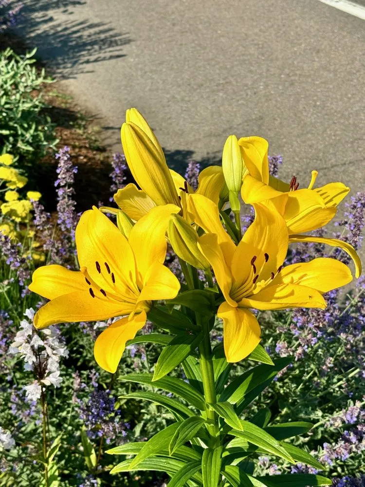 Affordable lawn care service near you across Old Saybrook, CT - Waterview Landscaping