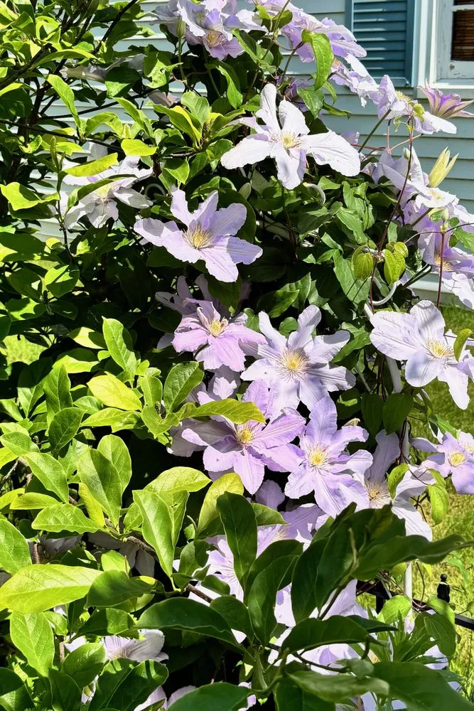 Affordable yard cleanup service experts serving Old Saybrook, CT - Waterview Landscaping