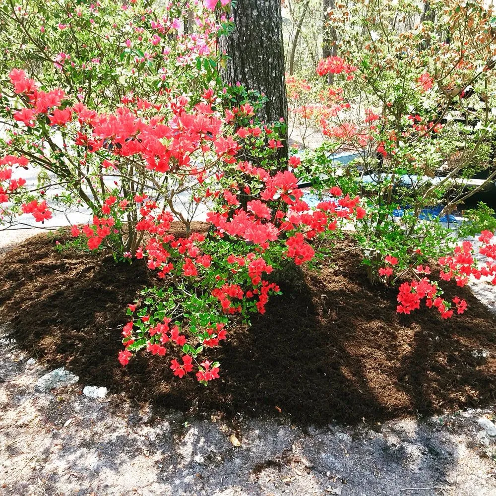 Local yard cleanup service in Hampstead, NC by Waterway Lawn Care