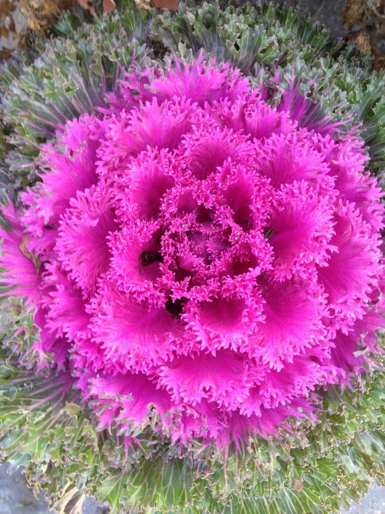 Trusted yard cleanup service in Midlothian, VA - Watkins Nurseries