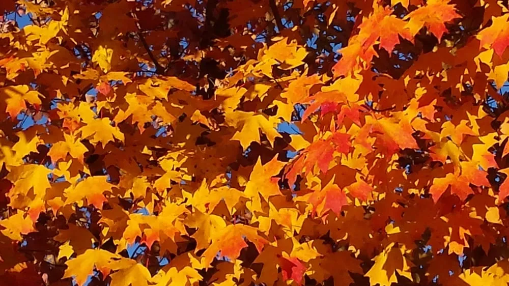 Affordable garden landscaping in Midlothian, VA by Watkins Nurseries