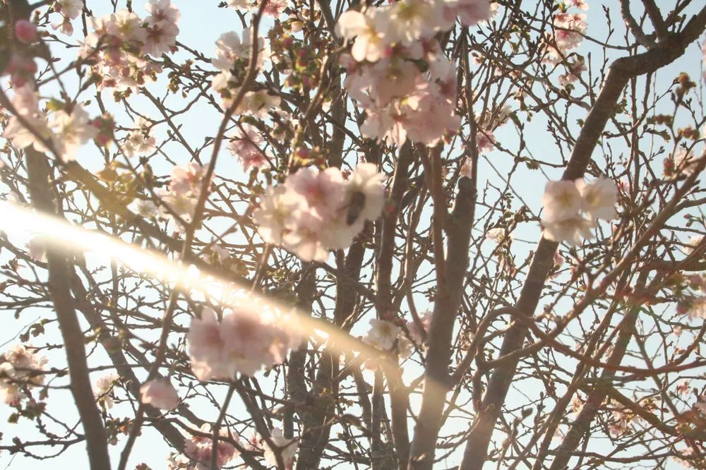 Reliable lawn mowing service in Midlothian, VA by Watkins Nurseries