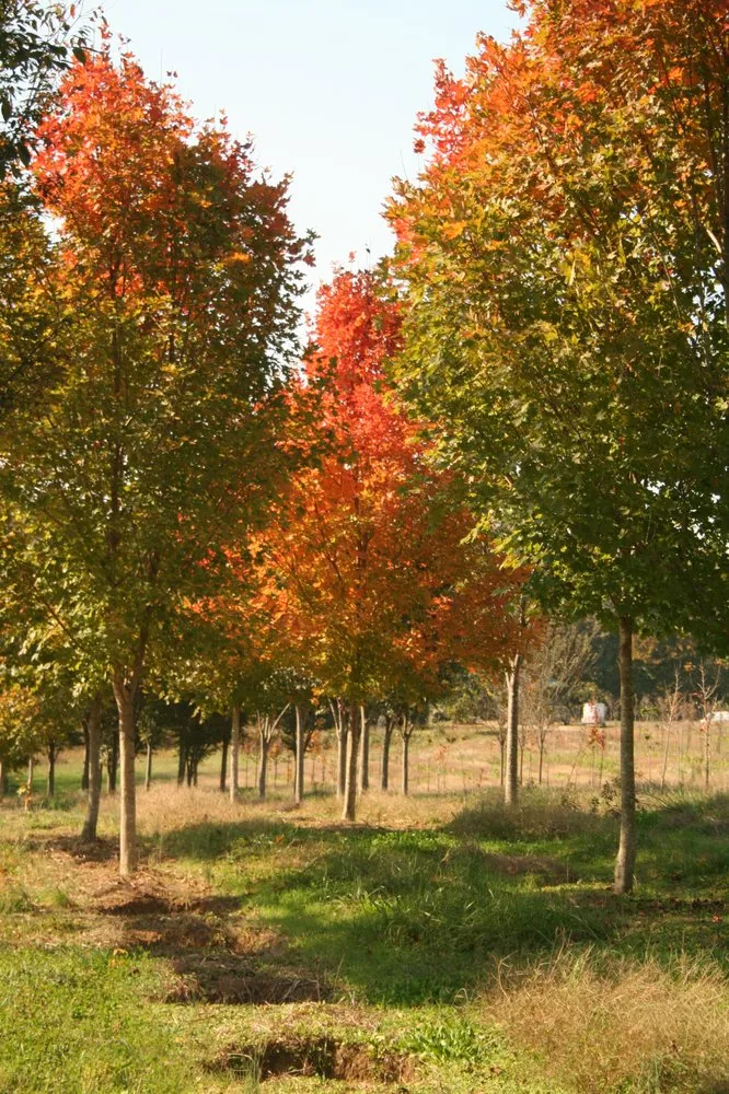 Custom garden landscaping for year-round maintenance in Midlothian, VA by Watkins Nurseries
