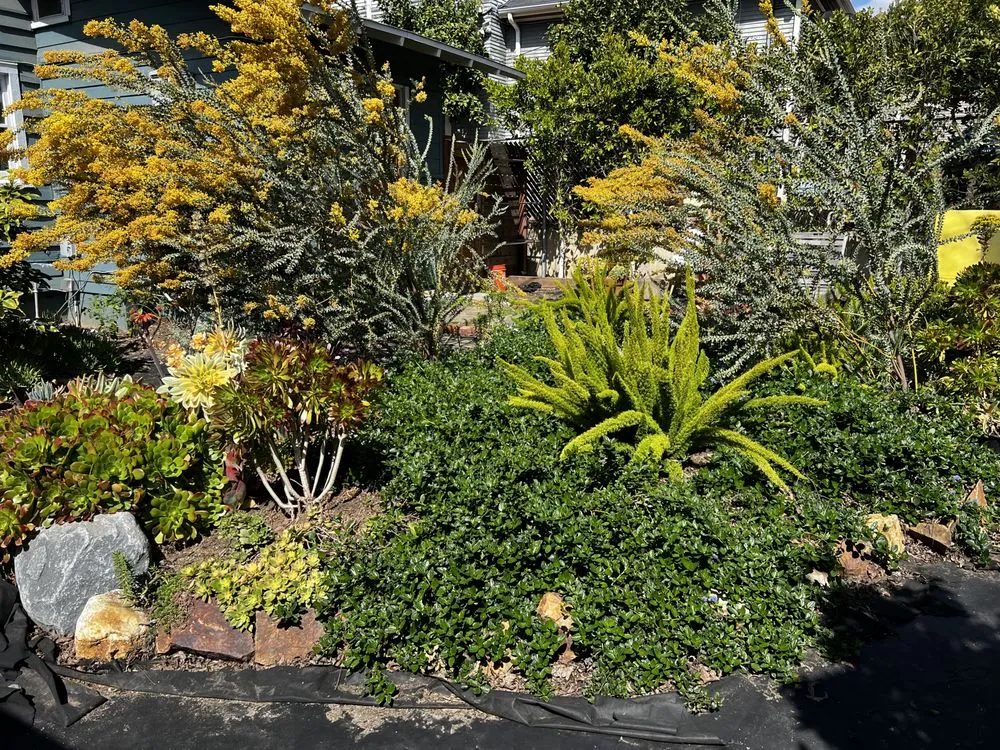 Custom landscape installation for beautiful yards in Fairfax, CA by Wave Hill Landscaping and Irrigation