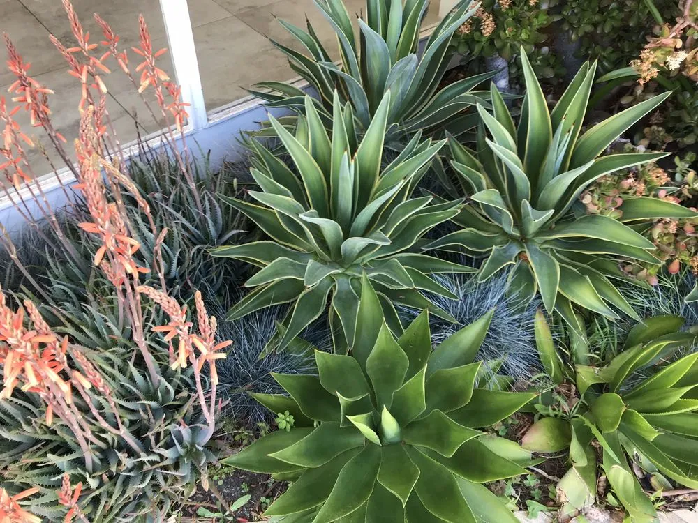 Top-rated yard maintenance for homes in Fairfax, CA by Wave Hill Landscaping and Irrigation