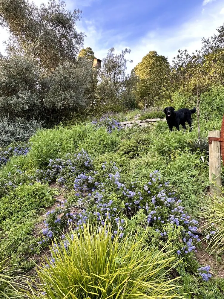 Professional lawn mowing service in Fairfax, CA - Wave Hill Landscaping and Irrigation