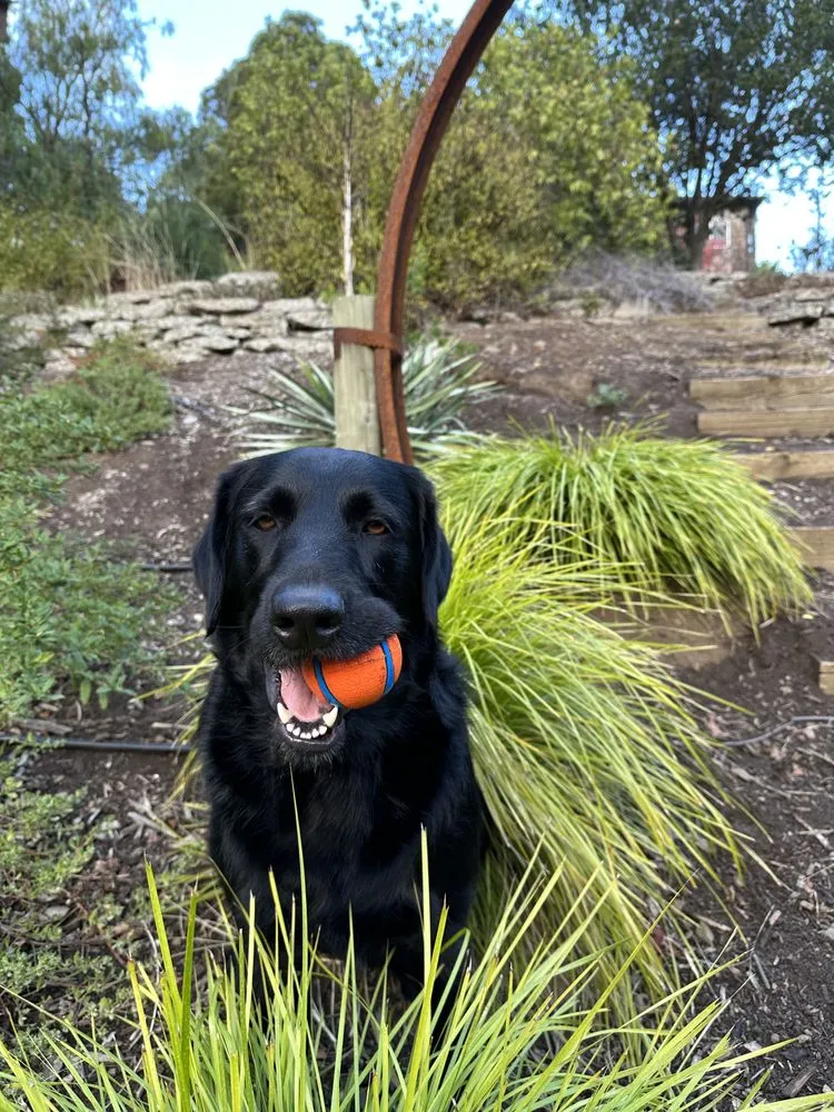 Custom garden landscaping in Fairfax, CA by Wave Hill Landscaping and Irrigation