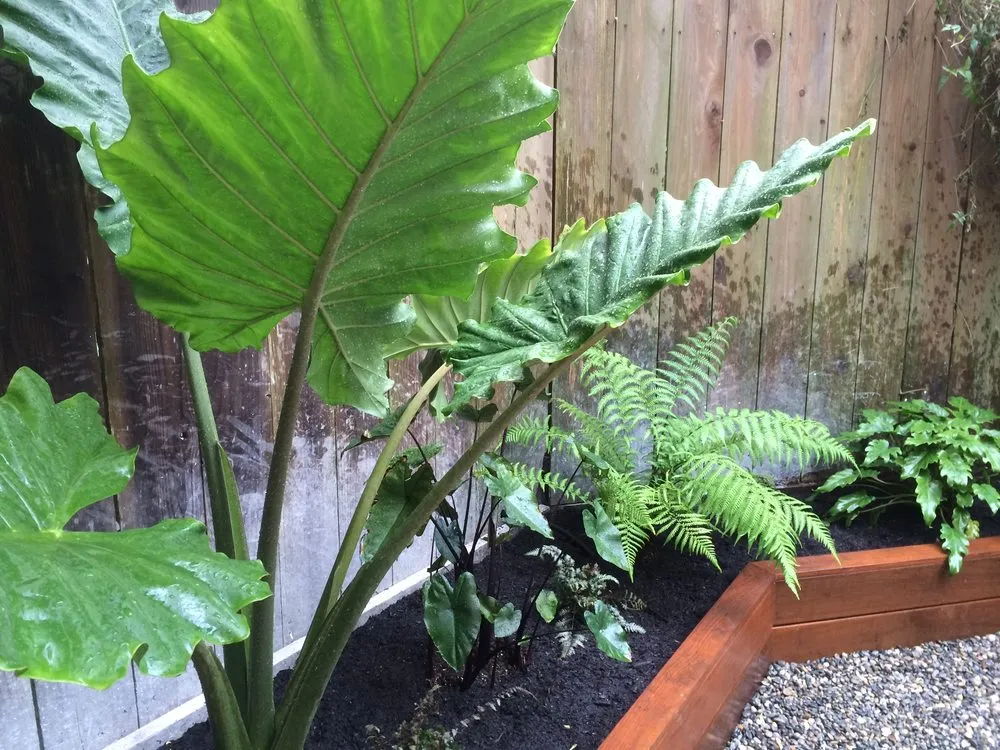 Reliable garden landscaping experts serving Fairfax, CA - Wave Hill Landscaping and Irrigation