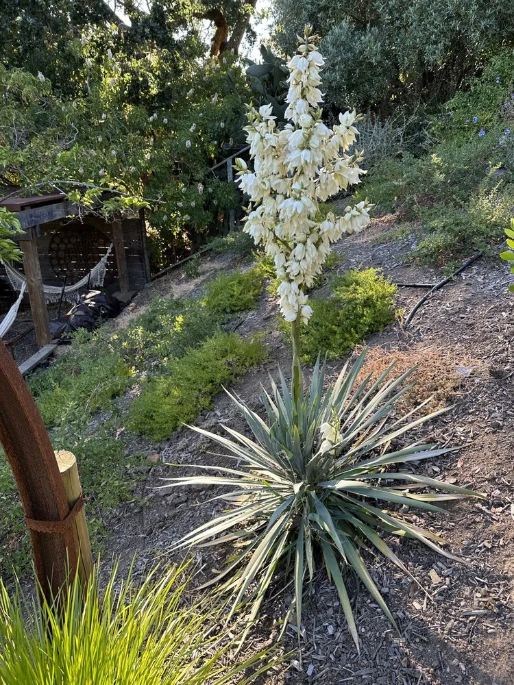 Top-rated garden landscaping experts serving Fairfax, CA - Wave Hill Landscaping and Irrigation