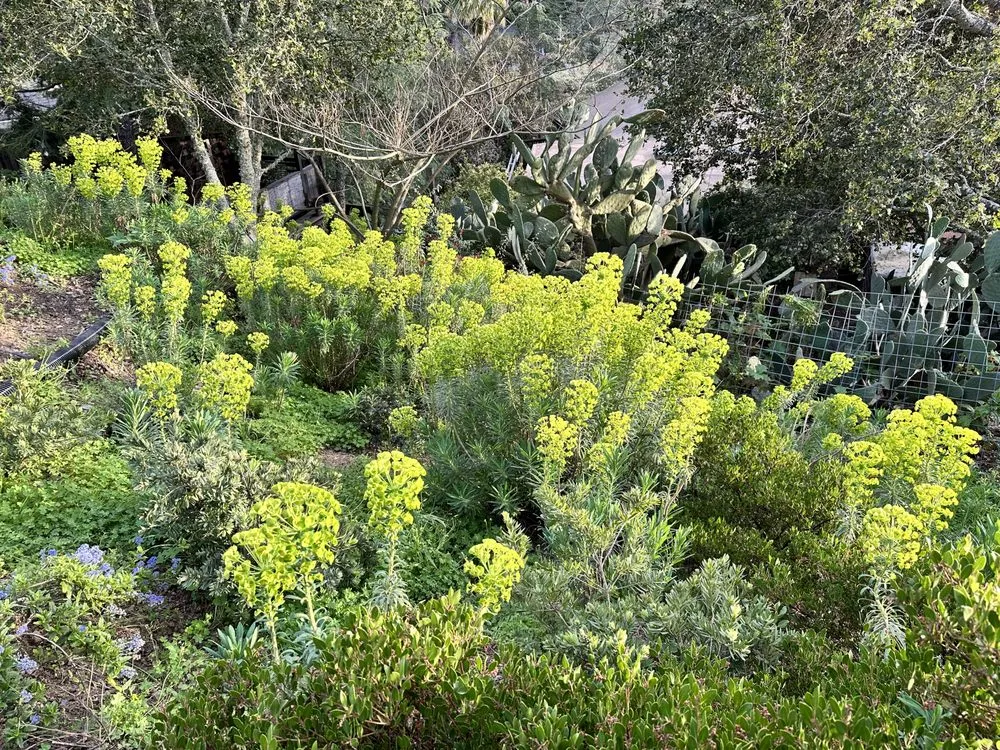 Professional residential landscaping experts serving Fairfax, CA - Wave Hill Landscaping and Irrigation