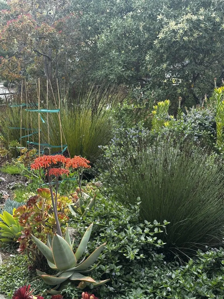 Professional yard maintenance experts serving Fairfax, CA - Wave Hill Landscaping and Irrigation