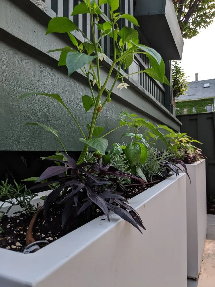 Custom residential landscaping for residential properties in Mt. Prospect, IL by Wave Outdoors Landscape + Design