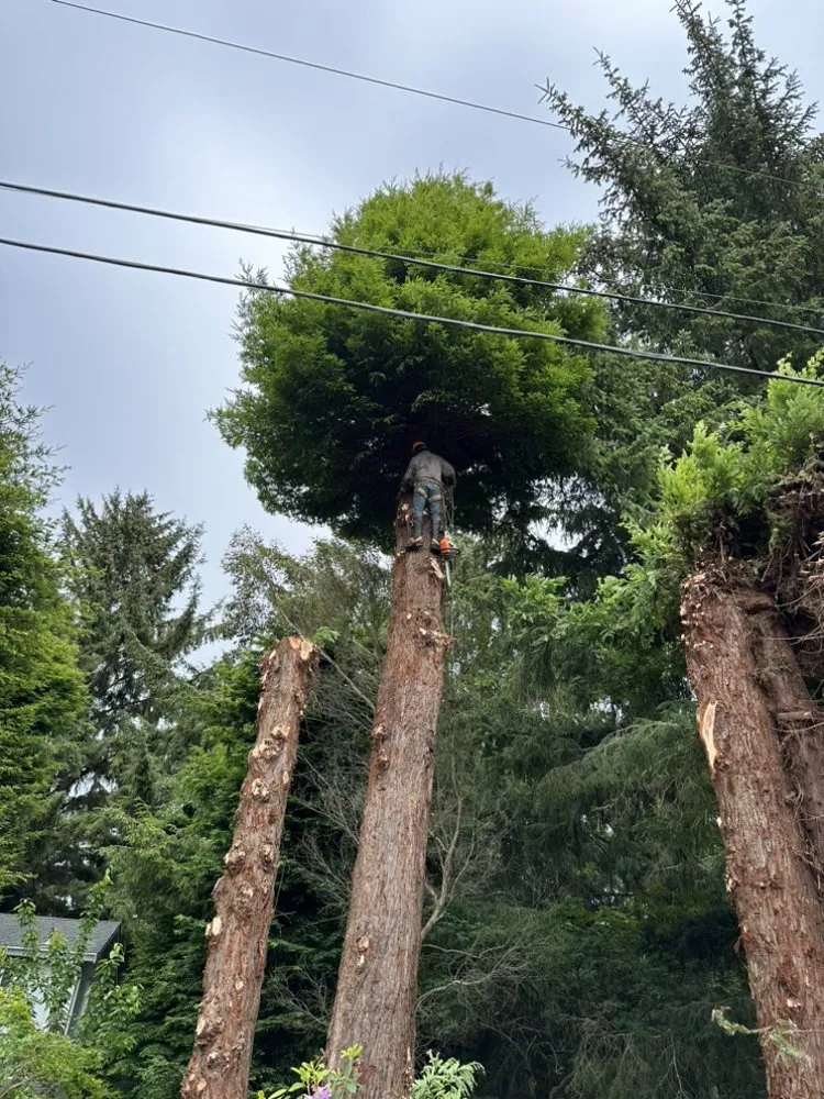 Professional garden landscaping for outdoor upgrades in Fortuna, CA by Wavy Ivan