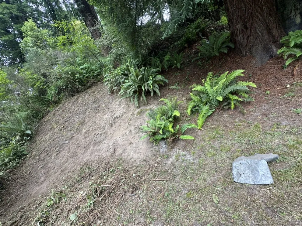 Professional residential landscaping for outdoor upgrades across Fortuna, CA - Wavy Ivan