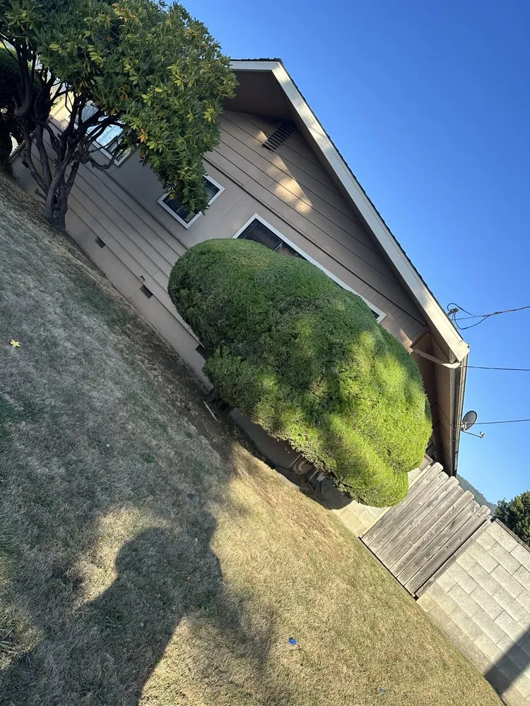 Professional outdoor landscaping experts serving Fortuna, CA - Wavy Ivan