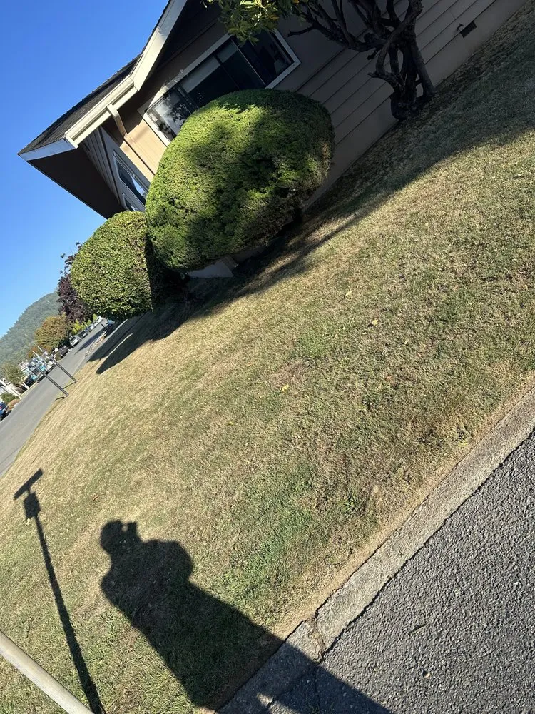 Top-rated yard cleanup service in Fortuna, CA by Wavy Ivan