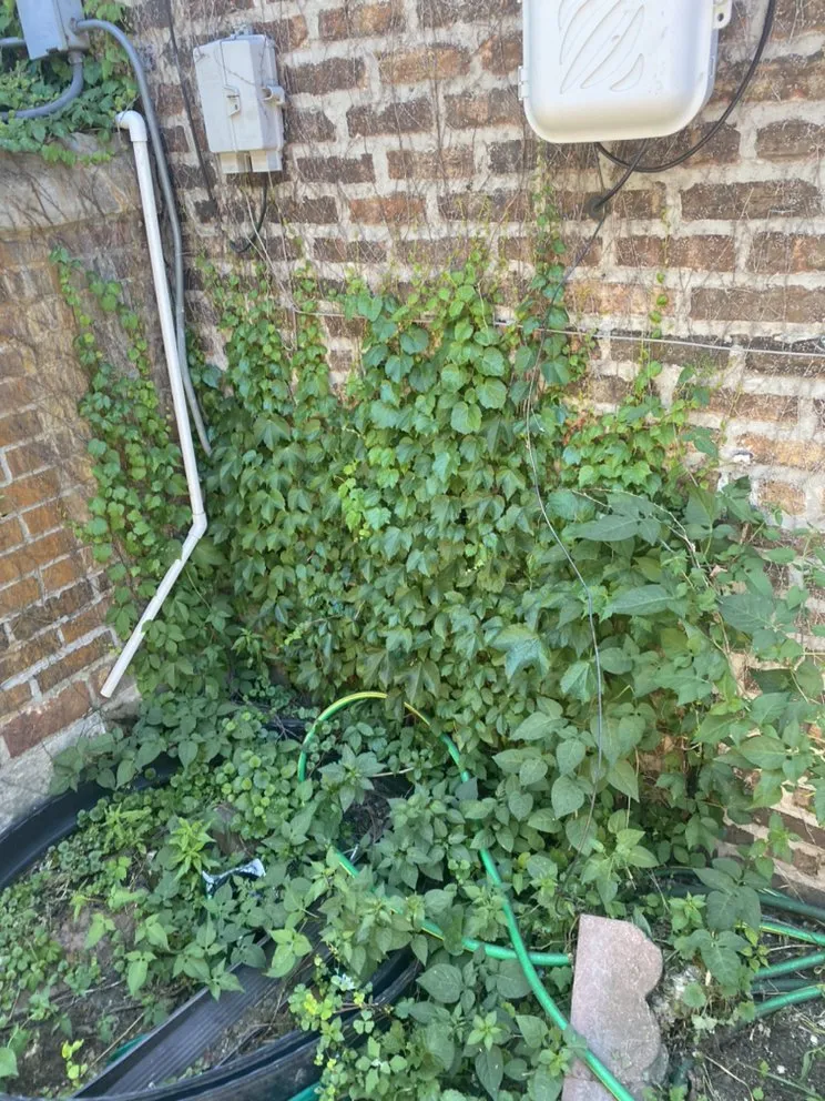 Local landscape installation for outdoor upgrades in Gary, IN by Wax Monkey