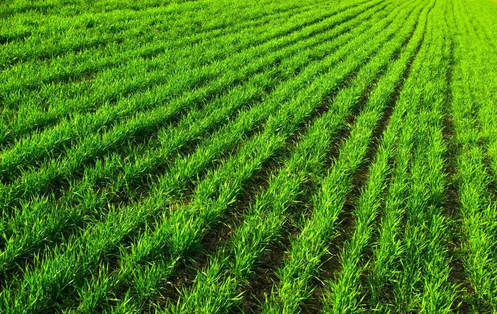 Affordable lawn care service in Waxhaw, NC by Waxhaw Lawn Pros