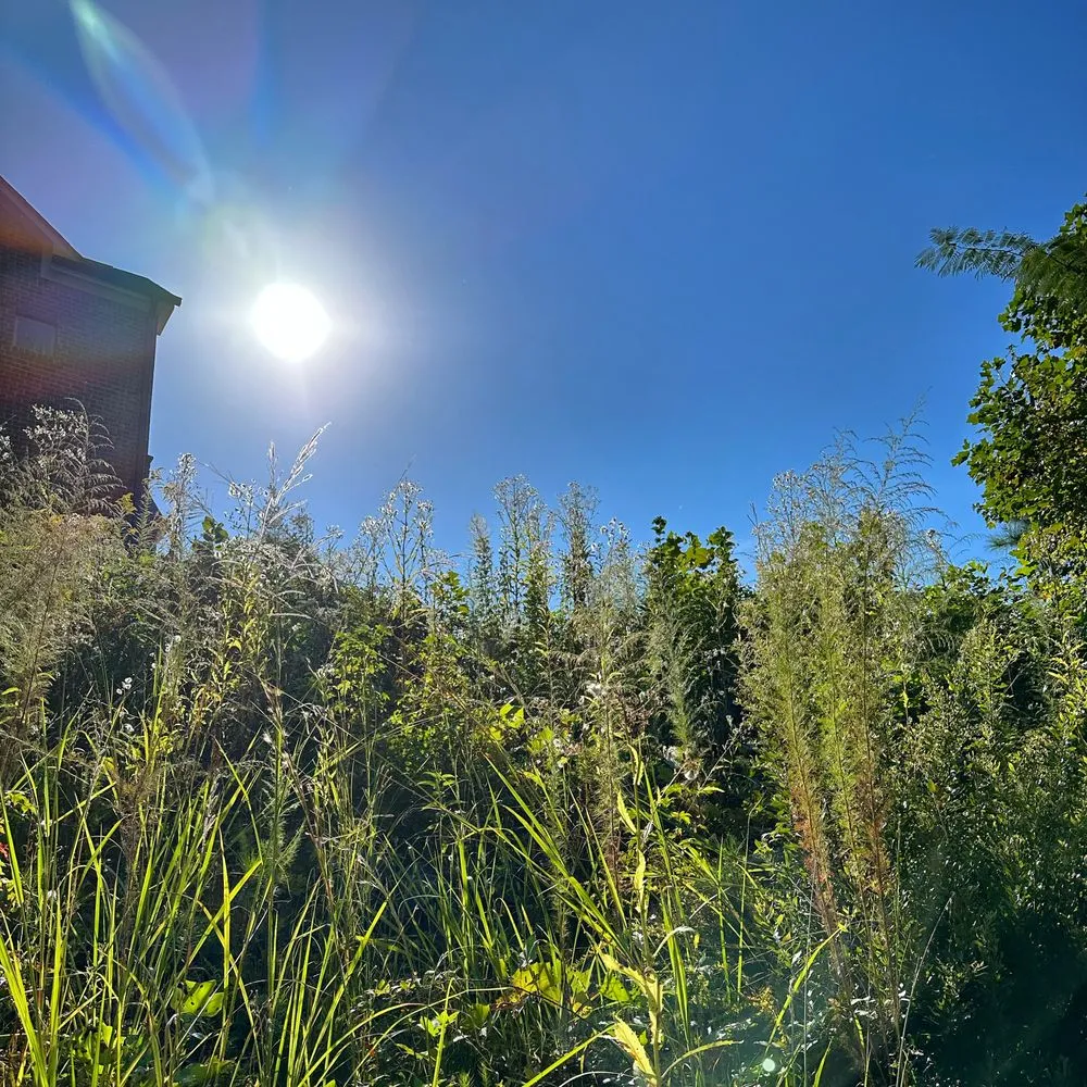 Professional landscape installation for residential properties across Morrow, GA - Way Better Lawnscapes