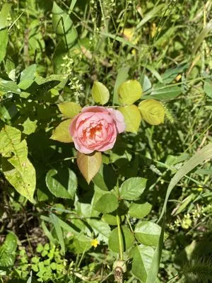 Way to Grow Lawn Care & Property Maintenance