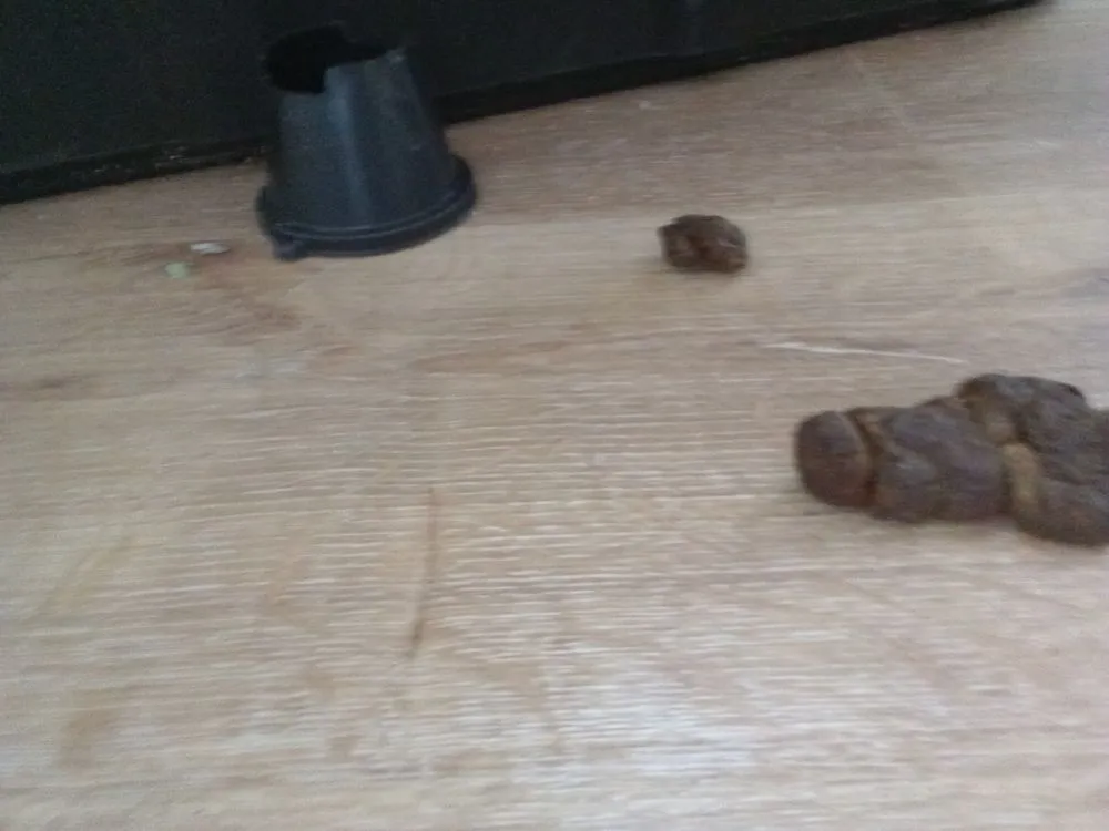 Local garden landscaping experts serving Corinth, MS - Wayne's Handy Man Service and Pressure Washing