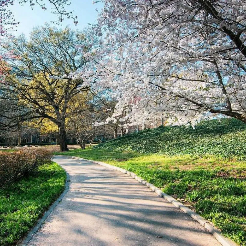 Local landscape design experts serving Auburn, AL - Wayne's Lawn Service