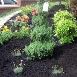 Local lawn mowing service in Louisville, KY by Wayne's Lawn Service