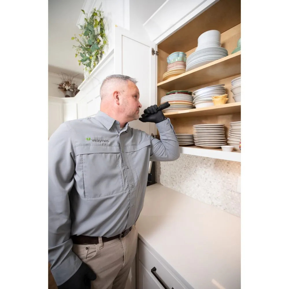 Top-rated yard cleanup service experts serving Knoxville, TN - Waynes Pest Control