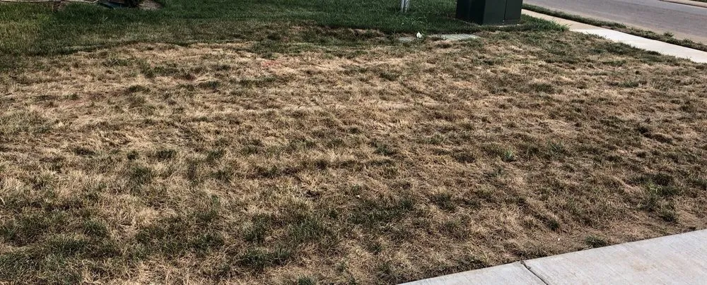 Local yard maintenance in Murfreesboro, TN by Waynes Pest Control