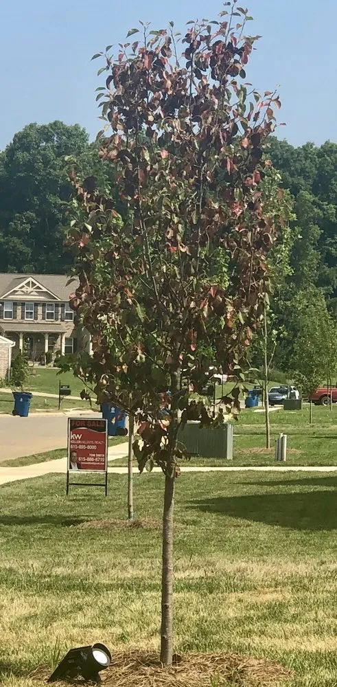 Expert lawn mowing service near you in Murfreesboro, TN by Waynes Pest Control