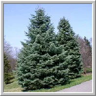 Affordable garden landscaping for homes across Charlottesville, VA - Waynesboro Nurseries