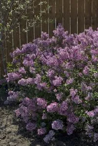 Expert yard maintenance with custom design in Macedon, NY by Wayside Garden Center