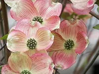 Custom yard maintenance experts serving Macedon, NY - Wayside Garden Center