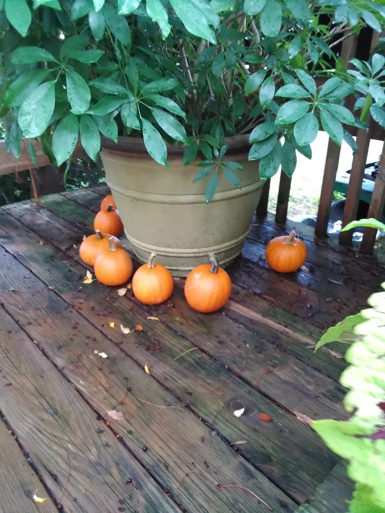 Expert landscape installation for outdoor upgrades in Macedon, NY by Wayside Garden Center