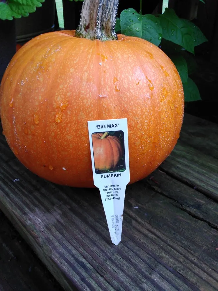 Expert outdoor landscaping experts serving Macedon, NY - Wayside Garden Center